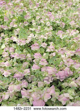 Ornamental Oregano (Kent Beauty) View Large Photo Image Stock Image - Ornamental Oregano (Kent Beauty). Fotosearch
