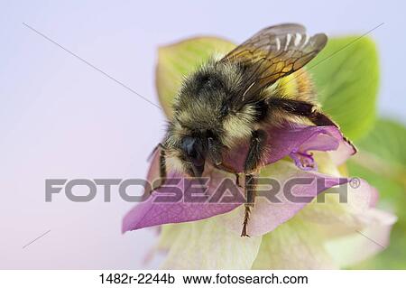 Stock Image - Ornamental Oregano (Kent Beauty) with bumble bee. Fotosearch