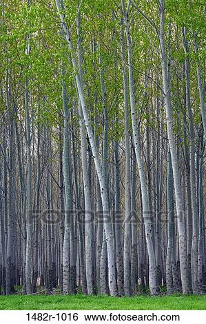 Poplar trees in a forest, Oregon, USA View Large Photo Image Stock Photograph - Poplar trees in a forest, Oregon, USA. Fotosearch