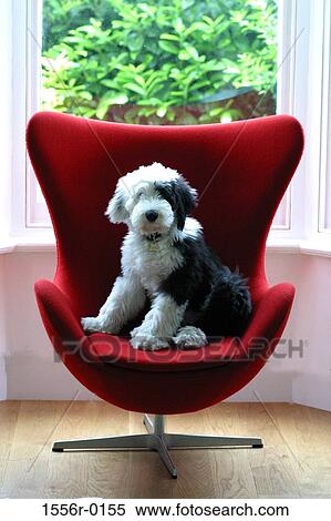 Puppy sitting in red chair View Large Photo Image Stock Photography - Puppy sitting in red chair. Fotosearch