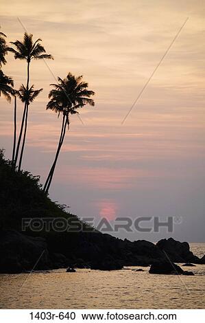 Silhouette of palm trees at sunset, Palolem Beach, Goa, India View Large Photo Image Stock Image - Silhouette of palm trees at sunset, Palolem Beach, Goa, India. Fotosearch