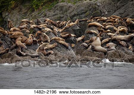 Steller sea lions (Eumetopias jubatus) at coast, Frederick Sound, Alaska, USA View Large Photo Image Stock Photograph - Steller sea lions (Eumetopias jubatus) at coast, Frederick Sound, Alaska, USA. Fotosearch