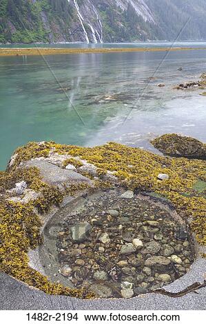Picture - Tidal pool at coast, Endicott Arm, Alaska, USA. Fotosearch