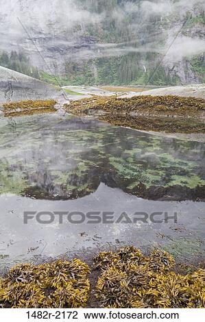 Stock Image - Tidal pools at coast, Endicott Arm, Alaska, USA. Fotosearch