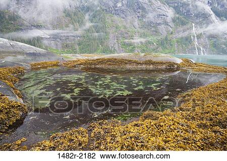 Stock Image - Tidal pools at coast, Endicott Arm, Alaska, USA. Fotosearch