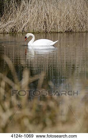 UK, London Barnes, Mute Swan (Cygnus color) in London Wetland Centre View Large Photo Image Stock Photo - UK, London Barnes, Mute Swan (Cygnus color) in London Wetland Centre. Fotosearch