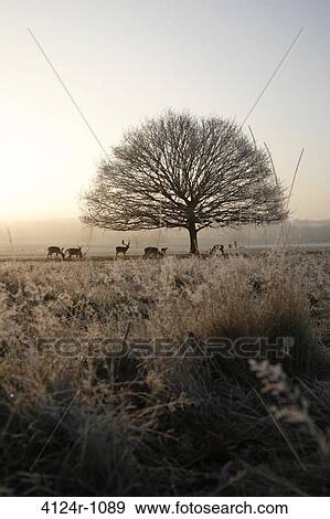 UK, London Deer and bare tree silhouetted by rising sun in frostbound Richmond Park View Large Photo Image Stock Photo - UK, London Deer and bare tree silhouetted by rising sun in frostbound Richmond Park. Fotosearch