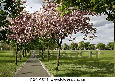 Stock Image - UK, London East Dulwich, Cherry blossom on Peckham Rye Common. Fotosearch