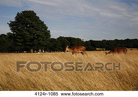 UK, London East Sheen, Deer in Richmond Park View Large Photo Image Stock Photography - UK, London East Sheen, Deer in Richmond Park. Fotosearch