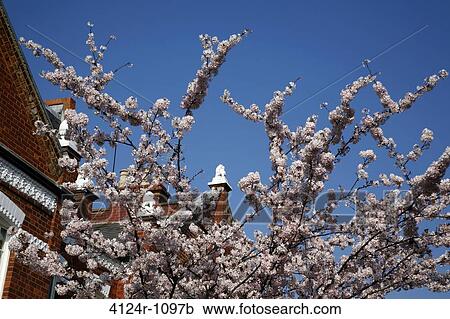 Stock Image - UK, London Fulham, Cherry blossom and top of roof with lion sculpture on Quarrendon Street. Fotosearch
