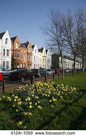 UK, London Fulham, Daffodils in front of Crondace Street View Large Photo Image Stock Photo - UK, London Fulham, Daffodils in front of Crondace Street. Fotosearch