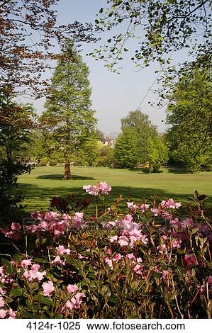 UK, London Golders Green, Pink flowers and trees in Golders Hill Park View Large Photo Image Stock Photography - UK, London Golders Green, Pink flowers and trees in Golders Hill Park. Fotosearch