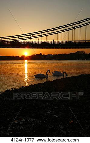 Stock Photo - UK, London Hammersmith, Silhouettes of Mute Swans (Cygnus color) by sunset on River Thames, Hammersmith Bridge in background. Fotosearch