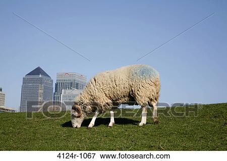 UK, London Isle of Dogs, Canary Wharf, Sheep grazing in Mudchute City Farm, One Canada Square in background View Large Photo Image Stock Photo - UK, London Isle of Dogs, Canary Wharf, Sheep grazing in Mudchute City Farm, One Canada Square in background. Fotosearch
