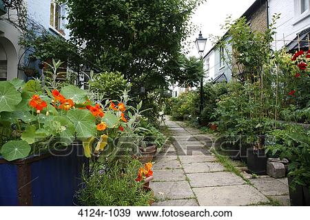 Stock Photo - UK, London Peckham, Nasturtiums growing along pathway going down middle of Choumert Square. Fotosearch
