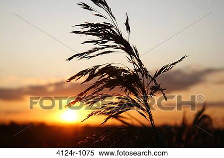 Stock Photography - UK, London Purfleet, Silhouette of grass against sky at sunset at RSPB Old Moor. Fotosearch