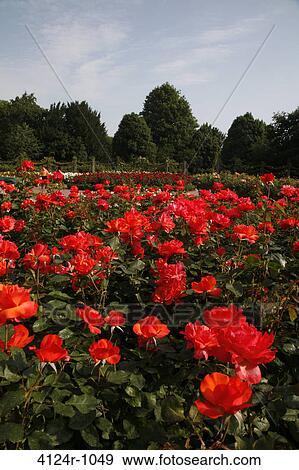 UK, London Regents Park, Rose Gardens within Queen Mary's Gardens View Large Photo Image Stock Photo - UK, London Regents Park, Rose Gardens within Queen Mary's Gardens. Fotosearch