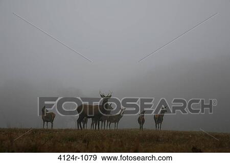 UK, London Richmond Park, Deer on misty Sawyers Hill View Large Photo Image Stock Photo - UK, London Richmond Park, Deer on misty Sawyers Hill. Fotosearch
