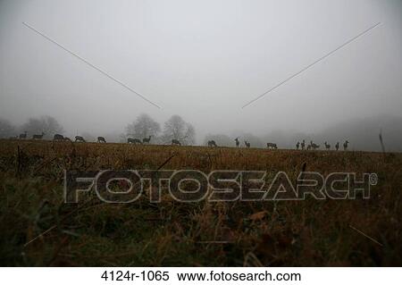 UK, London Richmond Park, Deer on misty Sawyers Hill View Large Photo Image Stock Photography - UK, London Richmond Park, Deer on misty Sawyers Hill. Fotosearch