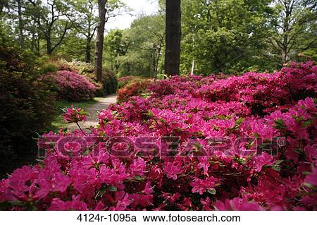 UK, London Richmond Park, Pink Azaleas in Isabella Plantation View Large Photo Image Stock Image - UK, London Richmond Park, Pink Azaleas in Isabella Plantation. Fotosearch
