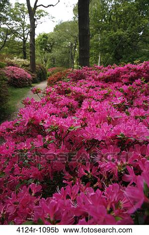UK, London Richmond Park, Pink Azaleas in Isabella Plantation View Large Photo Image Stock Image - UK, London Richmond Park, Pink Azaleas in Isabella Plantation. Fotosearch