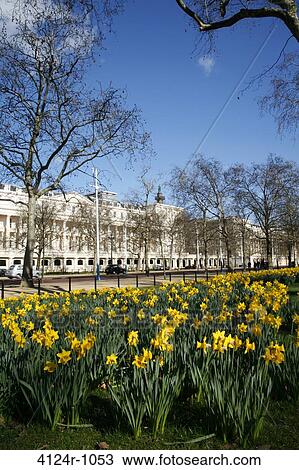 UK, London St James's, Daffodils in St James's Park in front of Carlton House Terrace and The Mall View Large Photo Image Stock Image - UK, London St James's, Daffodils in St James's Park in front of Carlton House Terrace and The Mall. Fotosearch