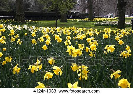 Stock Image - UK, London St James's, Daffodils in Green Park. Fotosearch
