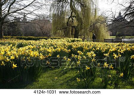 UK, London St James's, Daffodils growing in St James's Park View Large Photo Image Stock Image - UK, London St James's, Daffodils growing in St James's Park. Fotosearch