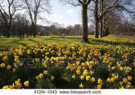 UK, London St James's, Daffodils growing in St James's Park View Large Photo Image Stock Image - UK, London St James's, Daffodils growing in St James's Park. Fotosearch