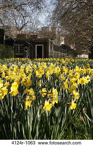 UK, London St James's, Daffodils growing in front of building, guardsman standing by entrance View Large Photo Image Stock Image - UK, London St James's, Daffodils growing in front of building, guardsman standing by entrance. Fotosearch