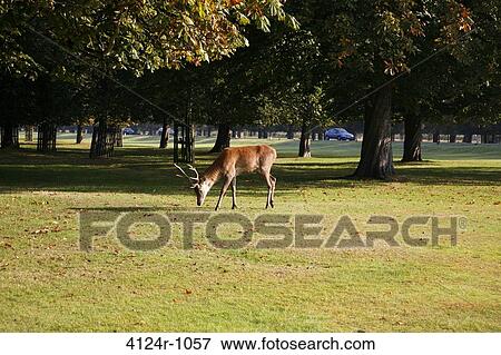 UK, London Teddington, Deer grazing in Bushy Park View Large Photo Image Stock Photo - UK, London Teddington, Deer grazing in Bushy Park. Fotosearch