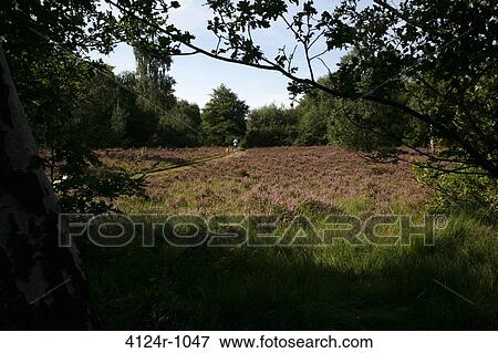 UK, London Wimbledon, Heather in full bloom on Wimbledon Common View Large Photo Image Stock Photo - UK, London Wimbledon, Heather in full bloom on Wimbledon Common. Fotosearch
