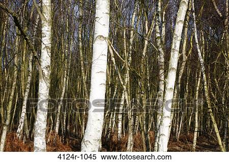 UK, London Wimbledon, Silver birch (Betula pendula) wood on Wimbledon Common View Large Photo Image Stock Photography - UK, London Wimbledon, Silver birch (Betula pendula) wood on Wimbledon Common. Fotosearch