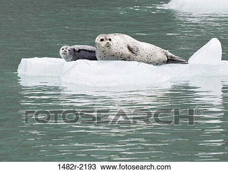Stock Image - USA, Southeast Alaska, Endicott Arm, harbor seal with pup. Fotosearch