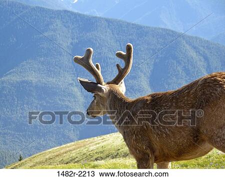 USA, Washington, Olympic National Park, Hurricane Ridge, buck deer View Large Photo Image Stock Image - USA, Washington, Olympic National Park, Hurricane Ridge, buck deer. Fotosearch