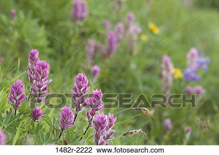 USA, Washington, Olympic National Park, Deer Park, Small-flowered Paintbrush (Castilleja parvilflora), close-up View Large Photo Image Stock Image - USA, Washington, Olympic National Park, Deer Park, Small-flowered Paintbrush (Castilleja parvilflora), close-up. Fotosearch