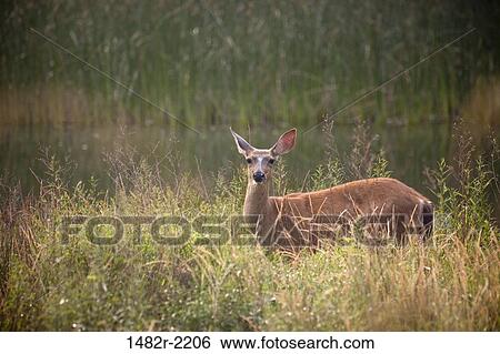 USA, Washington, Seabeck, blacktail deer by pond View Large Photo Image Stock Photograph - USA, Washington, Seabeck, blacktail deer by pond. Fotosearch