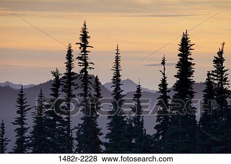 USA, Washington State, Olympic National Park, Deer Park area, Alpine Sunset View Large Photo Image Stock Photo - USA, Washington State, Olympic National Park, Deer Park area, Alpine Sunset. Fotosearch