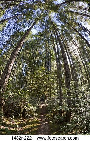 USA, Washington State, Seabeck, Scenic Beach State Park, fish-eye view of the forest View Large Photo Image Stock Image - USA, Washington State, Seabeck, Scenic Beach State Park, fish-eye view of the forest. Fotosearch