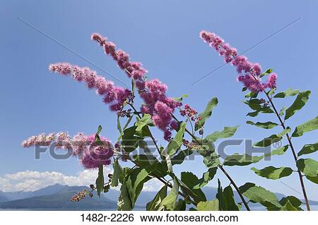 USA, Washington State, Seabeck, Hardhack (Spiraea douglasii) in bloom View Large Photo Image Stock Photograph - USA, Washington State, Seabeck, Hardhack (Spiraea douglasii) in bloom. Fotosearch