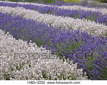 USA, Washington State, Sequim, Lavender field View Large Photo Image Stock Photography - USA, Washington State, Sequim, Lavender field. Fotosearch