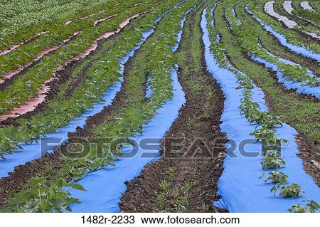 USA, Washington State, Silverdale, Peterson's Farm View Large Photo Image Stock Image - USA, Washington State, Silverdale, Peterson's Farm. Fotosearch