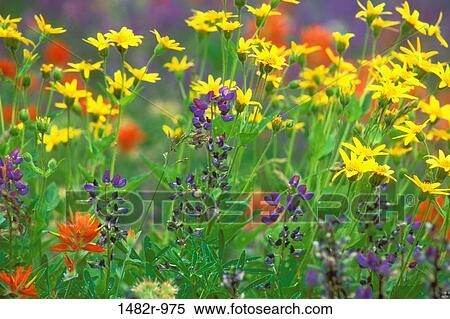 Wildflowers in a field, Olympic National Park, Washington State, USA View Large Photo Image Stock Photography - Wildflowers in a field, Olympic National Park, Washington State, USA. Fotosearch