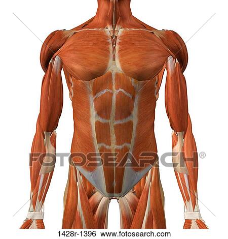 マレ 胸 そして 腹部の筋肉 詳しい 解剖学 フルである 色 ３ｄ イラスト 白 背景 画像コレクション 1428r 1396 Fotosearch