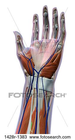 女性 やし そして 手首 前方の眺め 終わり X 線 皮膚 詳しい 解剖学 フルである 色 白 背景 ストックイメージ 1428r 13 Fotosearch