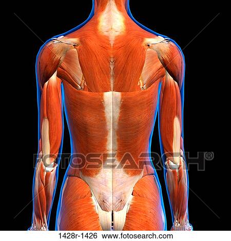 後部光景 の 女性 背中 筋肉 解剖学 中に 青 X 線 Outline フルである 色 ３ｄ 発生する コンピュータ イラスト 上に 黒い背景 画像コレクション 1428r 1426 Fotosearch