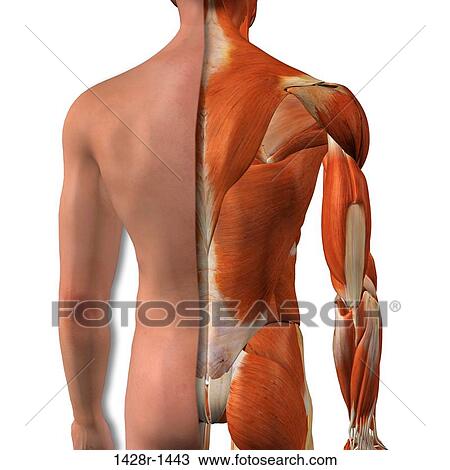 横跨段 解剖学 在中 男性 屁股 同时 往回 肌肉图片银行 1428r 1443 Fotosearch