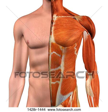 横跨段 解剖学 在中 男性 胸部 腹部 同时 腹股沟 肌肉图片 1428r 1444 Fotosearch