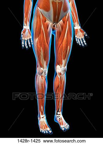 正面図 の 女性 ﾋｯﾌﾟ そして 足 筋肉 解剖学 中に 青 X 線 Outline フルである 色 ３ｄ 発生する コンピュータ イラスト 上に 黒い背景 ストックフォト 写真素材 1428r 1425 Fotosearch