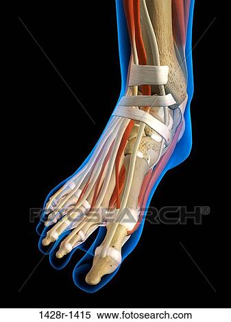 正面図 X 線 の 女性 足首 そして 足の骨 筋肉 そして Ligaments フルである 色 ３ｄ 発生する コンピュータ イラスト 上に 黒い背景 ストックフォト 写真素材 1428r 1415 Fotosearch